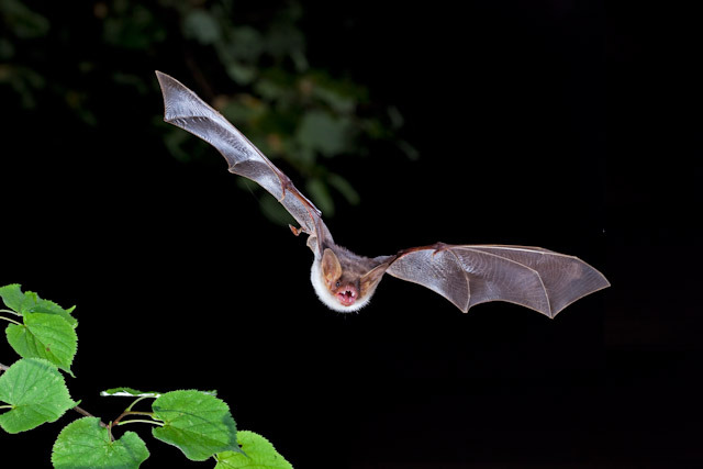 In der Dämmerung - die Fledermaus, Wikipedia, C. Robiller / Naturlicher.de CC BY-SA 3.0 de