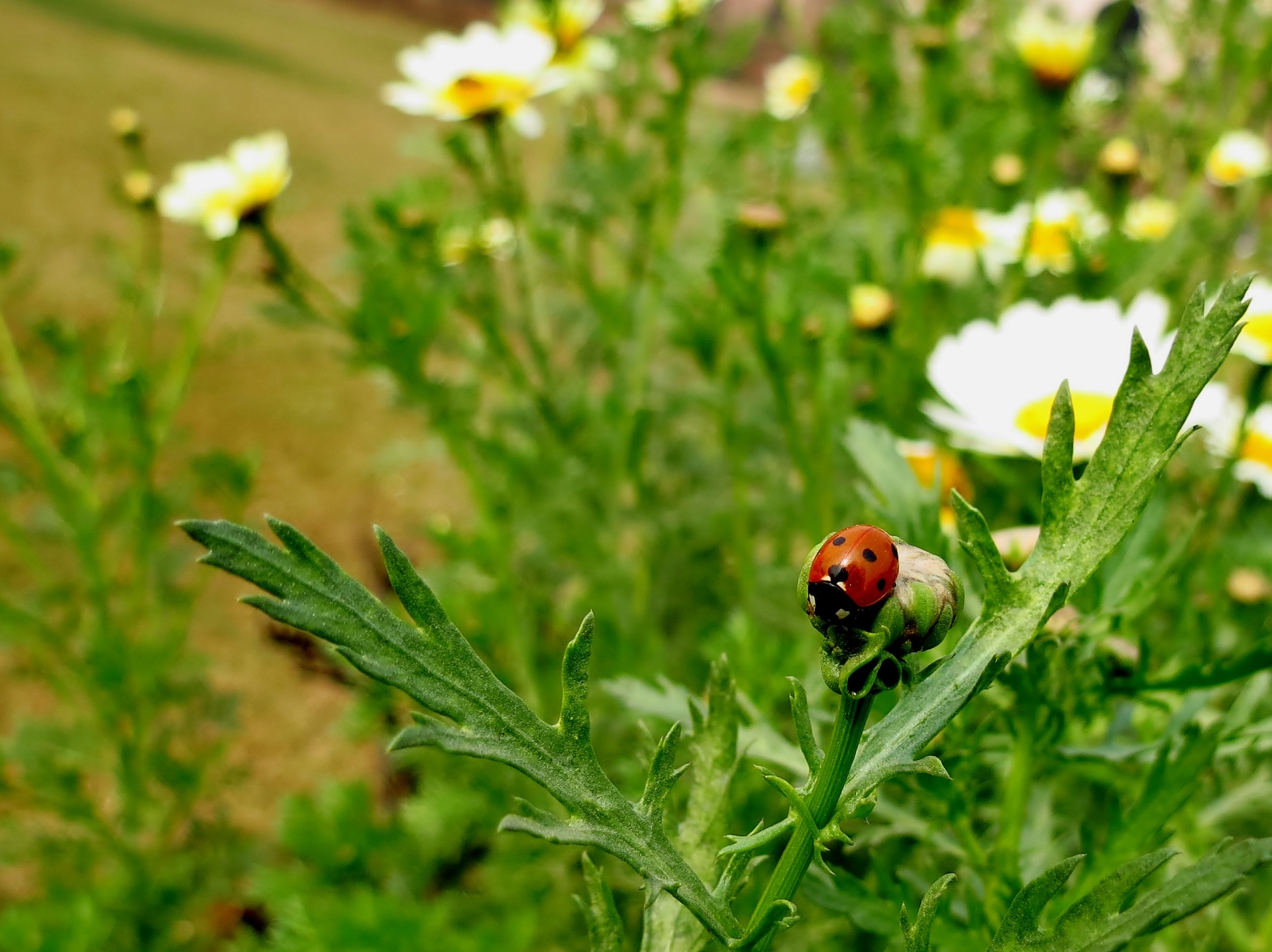 Marienkäfer im Naturgarten, Pixabay