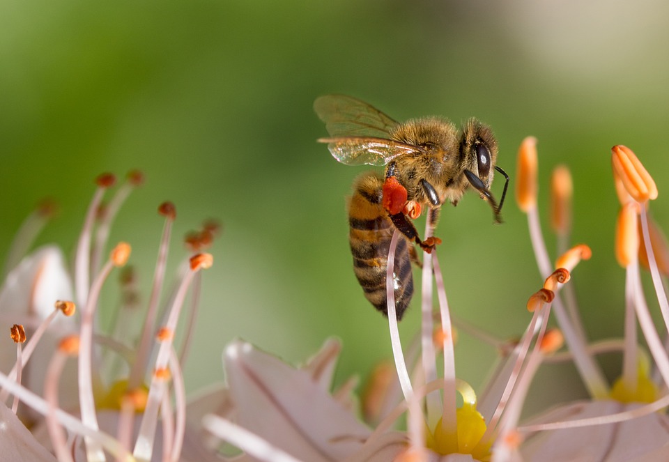 Bienen und Hummeln bestäuben die Blüten in Ihrem Garten. Pixabay