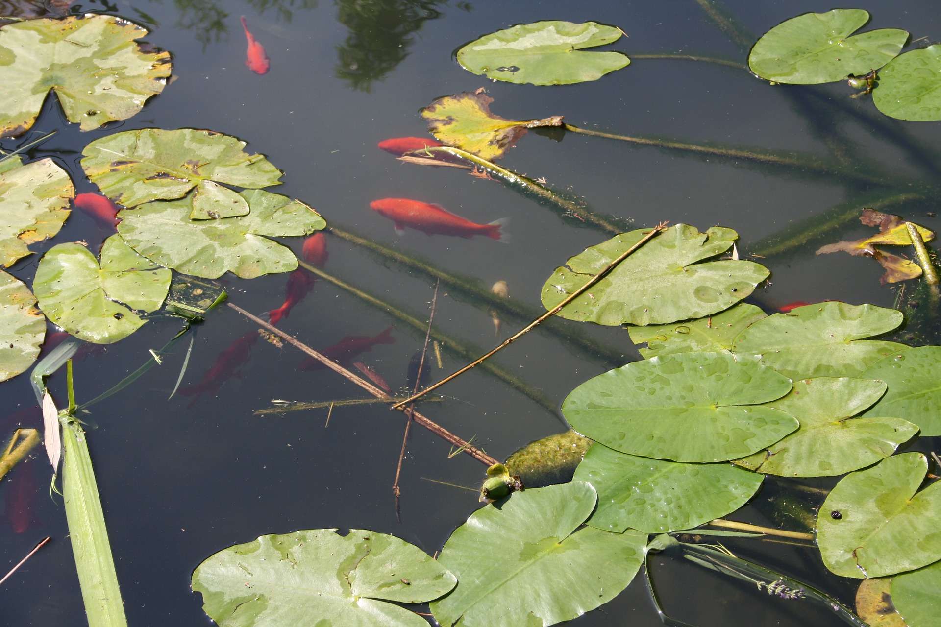Teich mit Goldfischen Tierparadies Garten