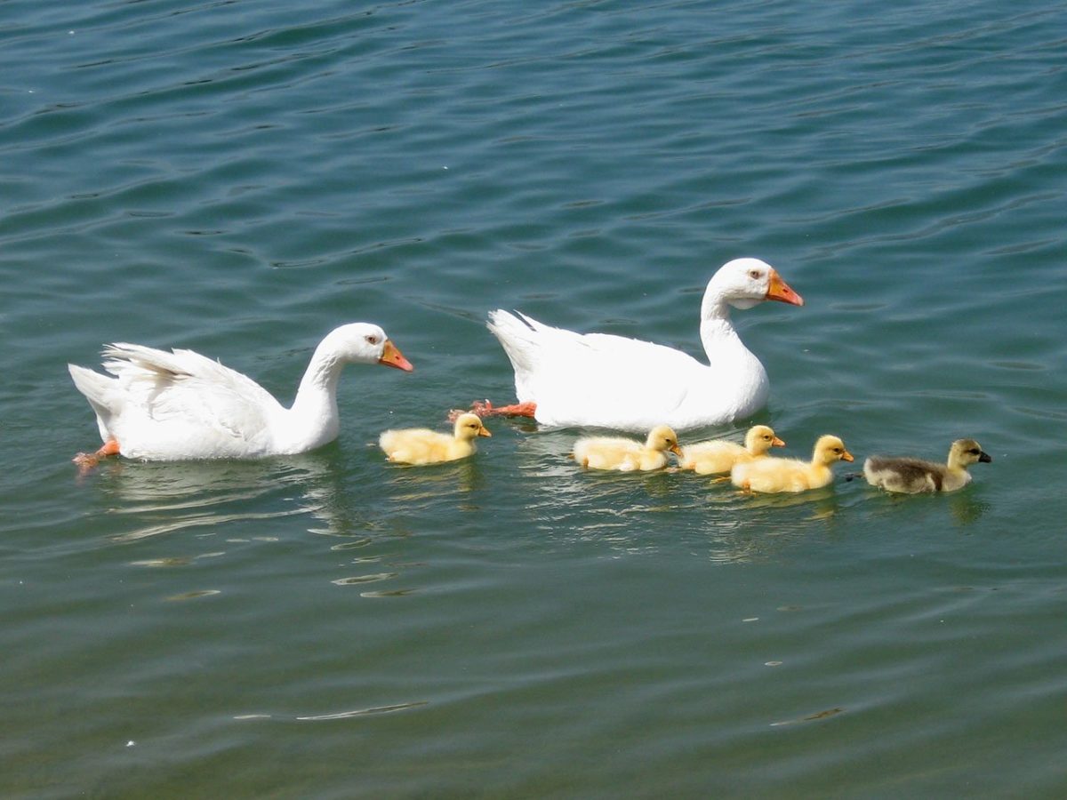 Gänsefamilie im Wasser, Herkunft Pixabay