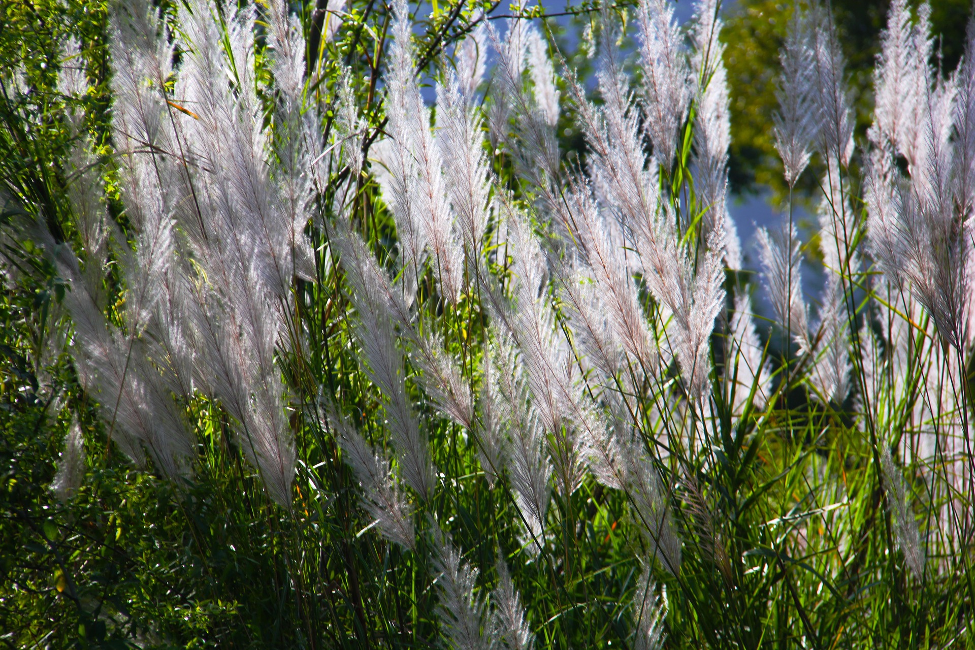 Gräser, Herkunft Pixabay