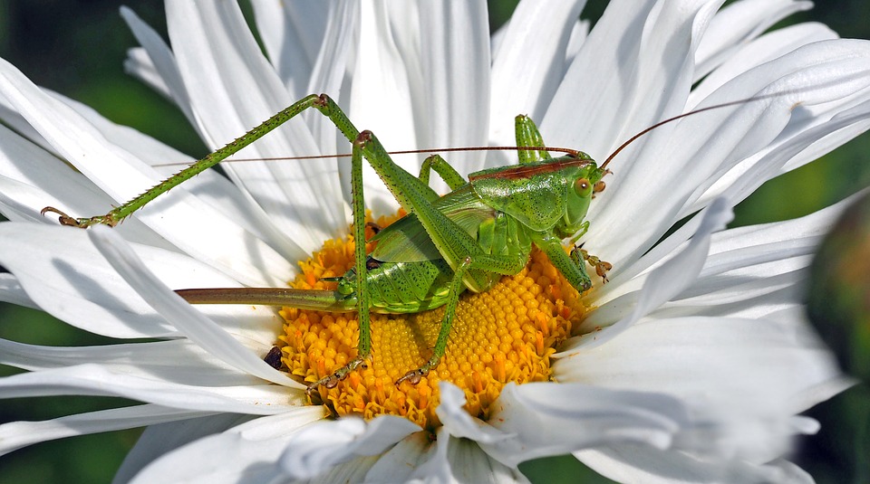 Großes Grünes Heupferd auf einer Margerite, Pixabay