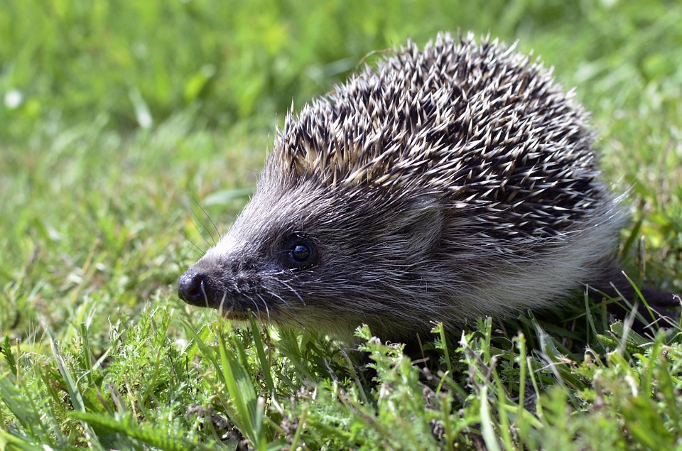 Ein Igel auf Nahrungssuche, Pixabay