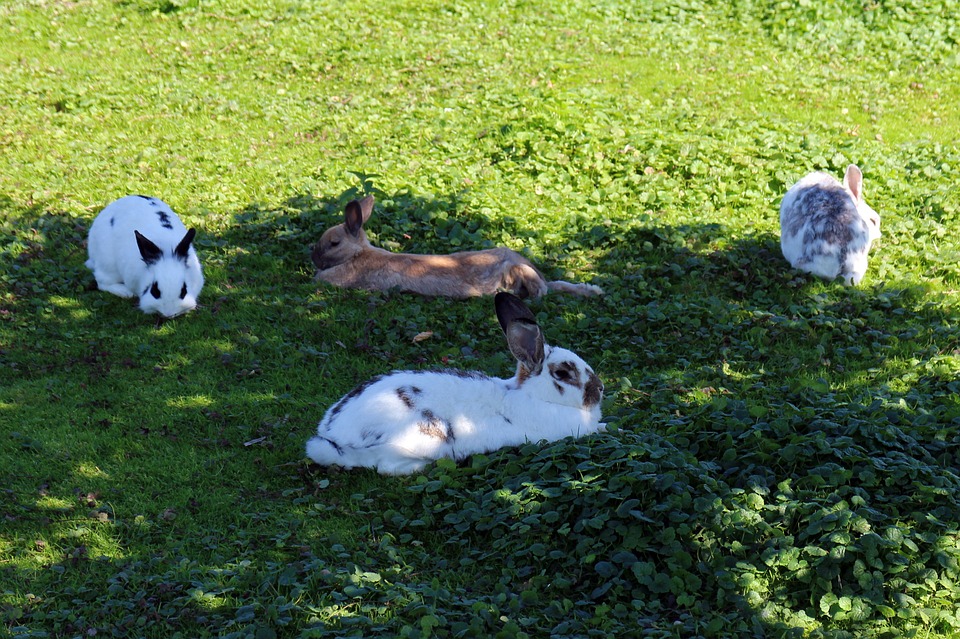 kaninchen_freigehege Tierparadies Garten