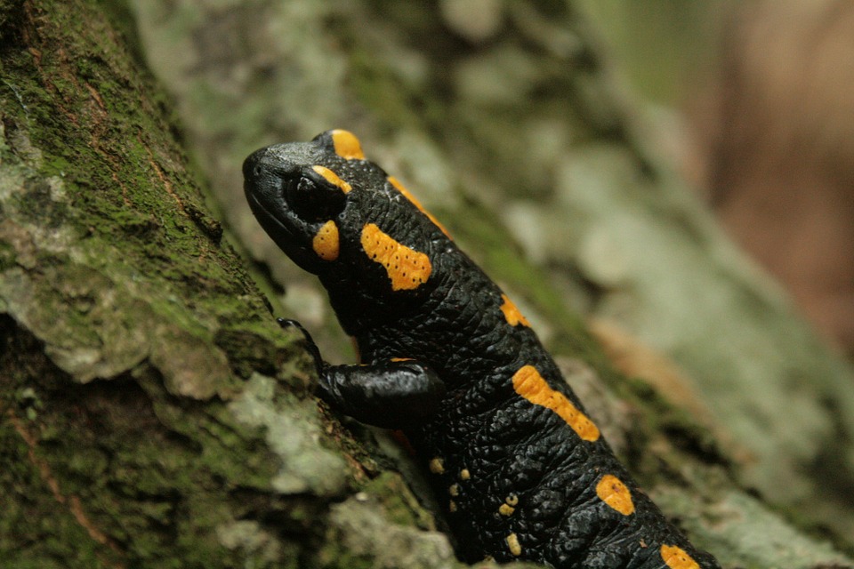 Der Feuersalamander lebt im Süden Deutschlands, Pixabay