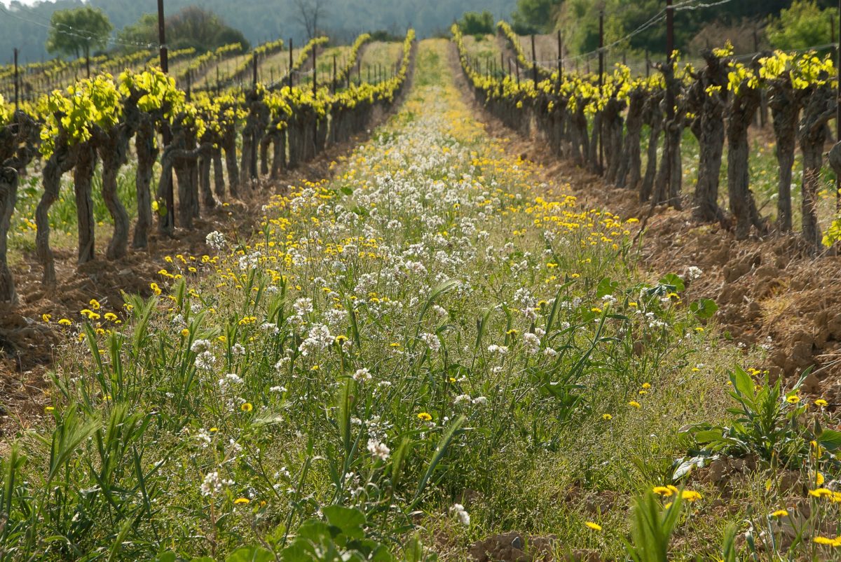 Unkraut Weinberg, Herkunft Pixabay