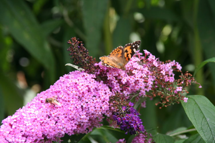 Sommerflieder mit Schmetterling, copyright Berit Franz
