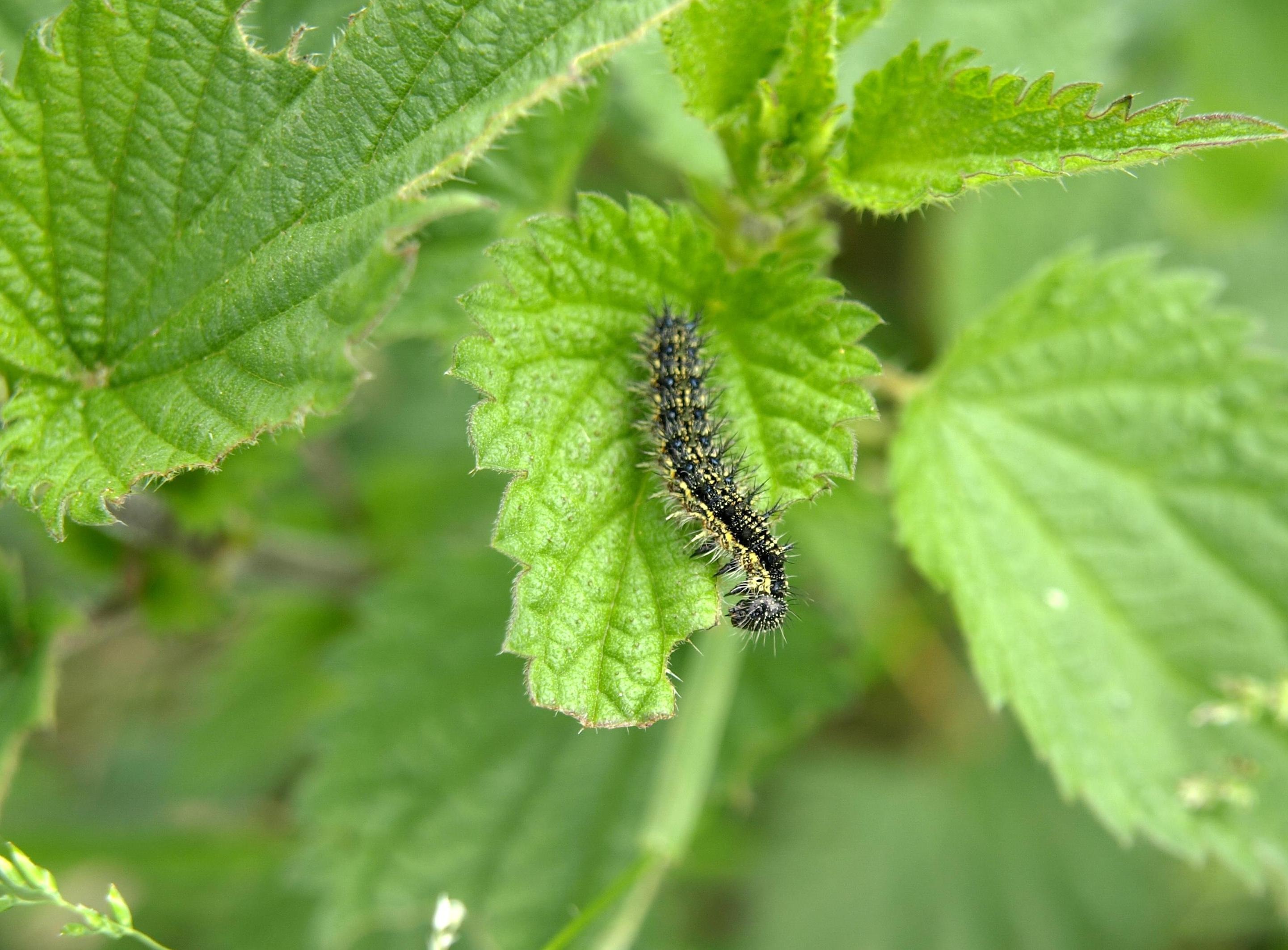 caterpillar-342154